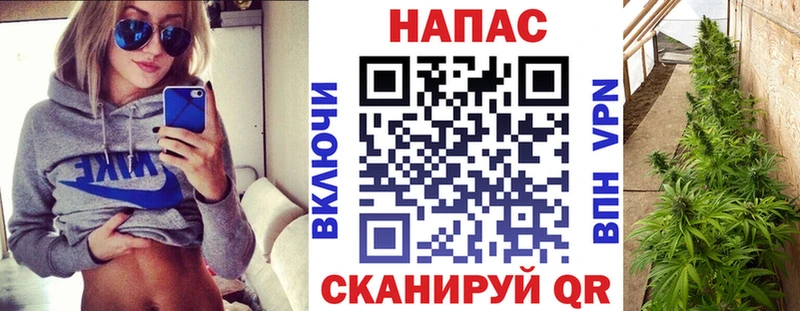 Канабис сатива Благовещенск